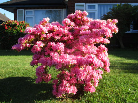 Rhododendron cv.