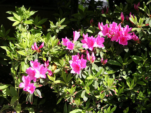 Rhododendron cv.