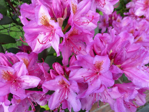 Rhododendron cv.