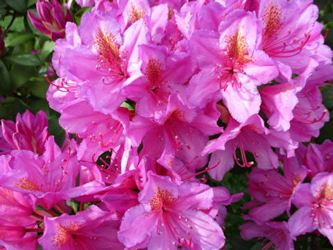 Rhododendron cv.