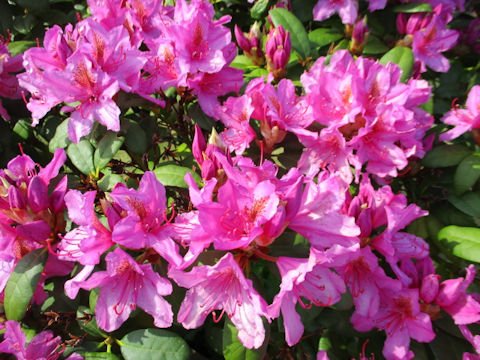 Rhododendron cv.