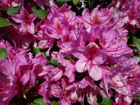 Rhododendron cv.