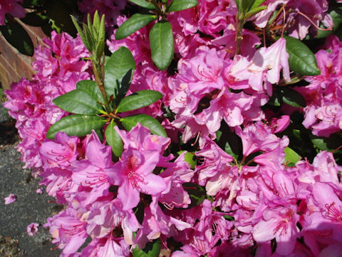 Rhododendron cv.