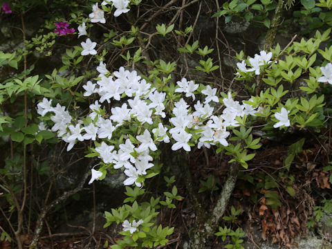 Rhododendron cv.