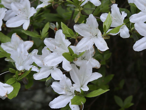 ツツジ (Rhododendron cv.)
