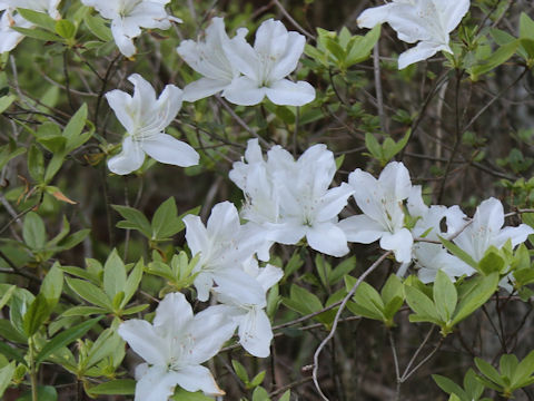Rhododendron cv.