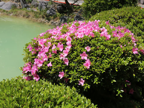 Rhododendron cv.