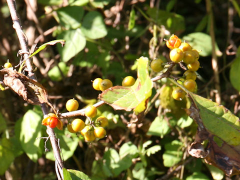 Celastrus orbiculatus