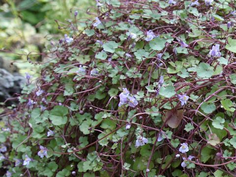 Cymbalaria muralis