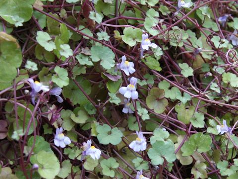 Cymbalaria muralis