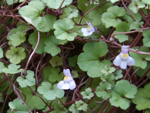 Cymbalaria muralis