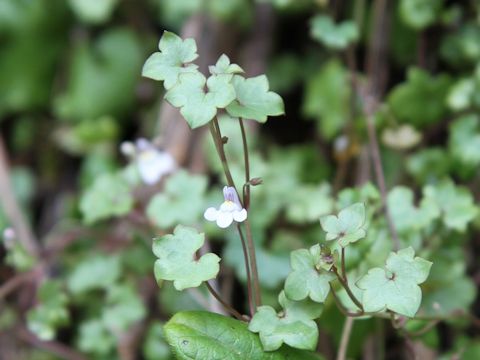 Cymbalaria muralis