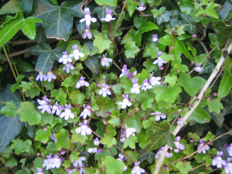 Cymbalaria muralis