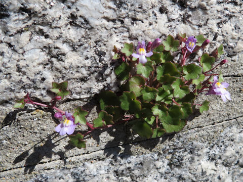 Cymbalaria muralis