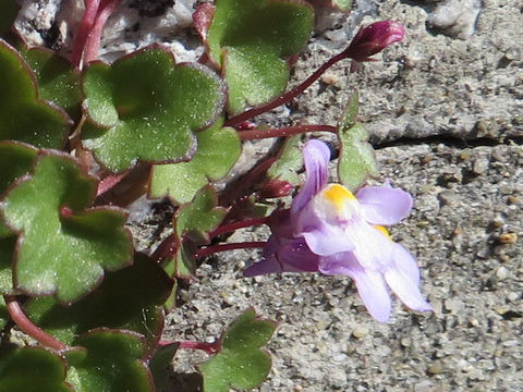 Cymbalaria muralis