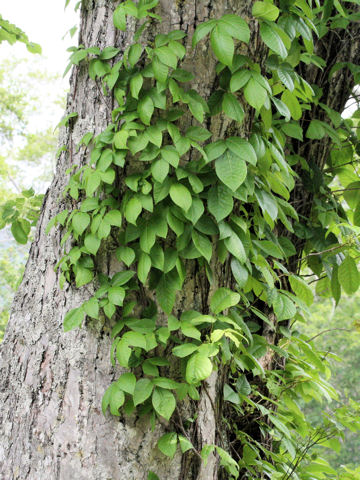 Rhus ambigua