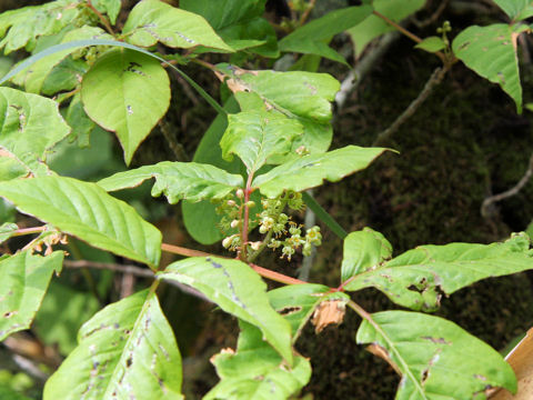 Rhus ambigua