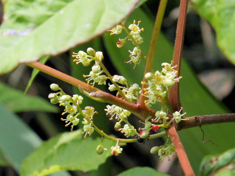 Rhus ambigua