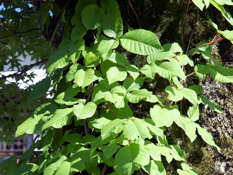 Rhus ambigua