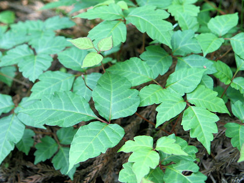 Rhus ambigua