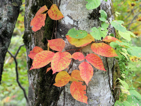 Rhus ambigua