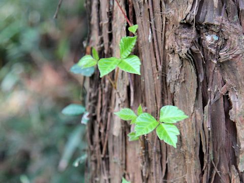 Rhus ambigua