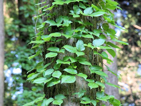 Rhus ambigua