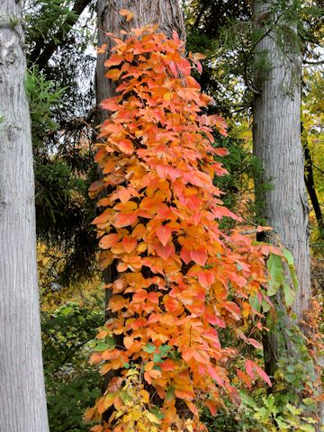 Rhus ambigua