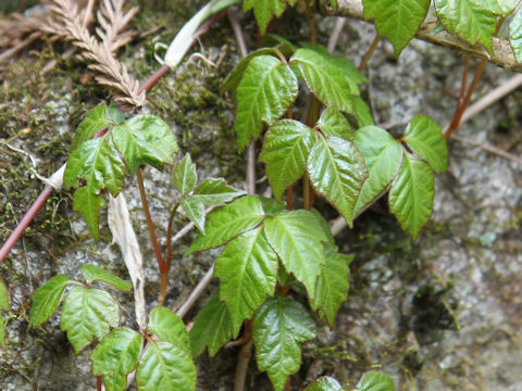 Rhus ambigua