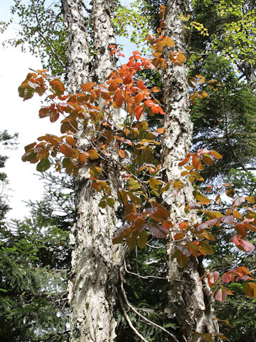 Rhus ambigua