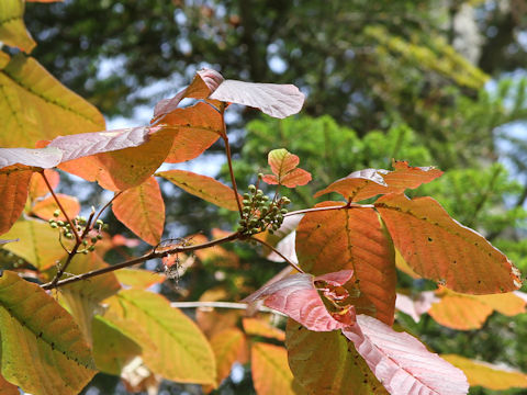 Rhus ambigua