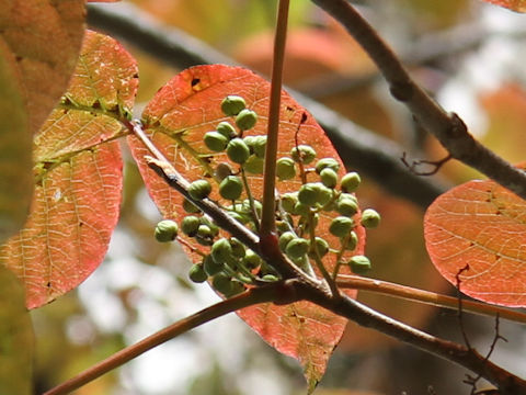 Rhus ambigua