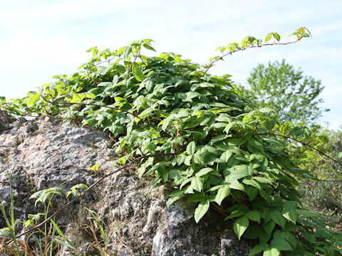 Rhus ambigua