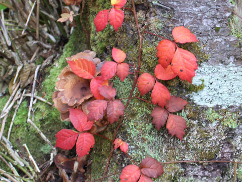 Rhus ambigua