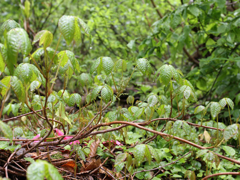 Rhus ambigua