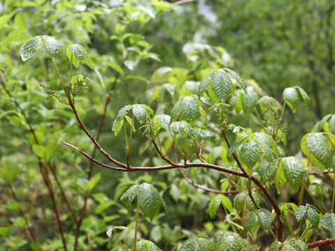 Rhus ambigua