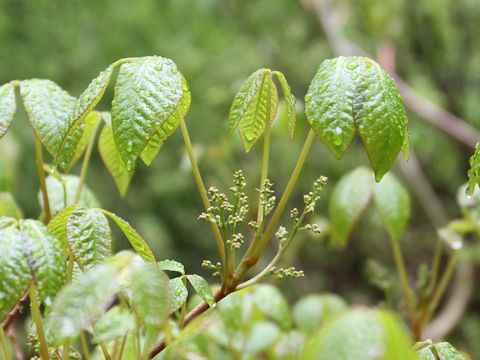 Rhus ambigua