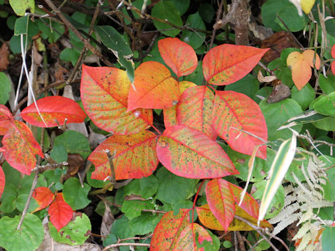 Rhus ambigua