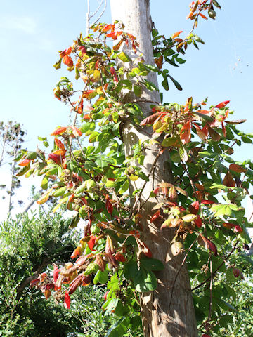 Rhus ambigua