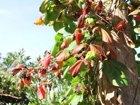 Rhus ambigua