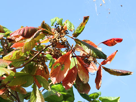 Rhus ambigua