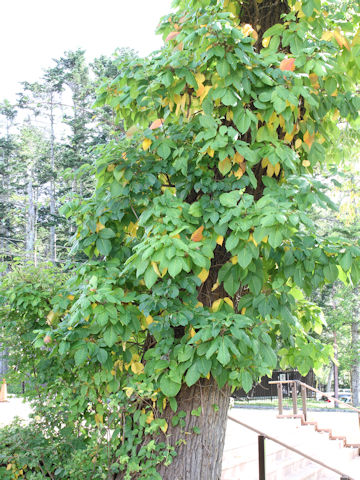 Rhus ambigua