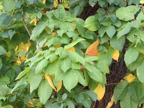 Rhus ambigua