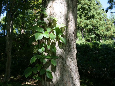 Rhus ambigua