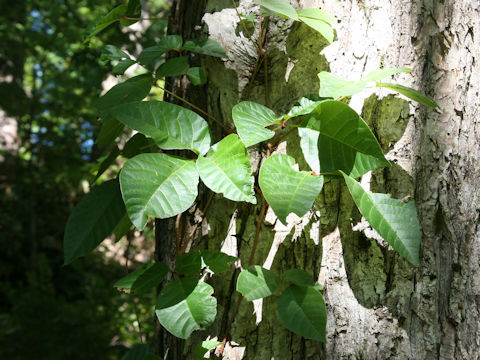 Rhus ambigua