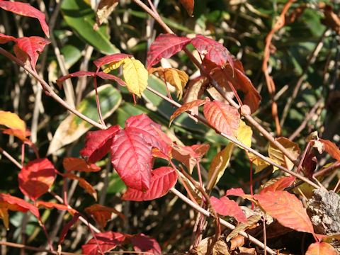 Rhus ambigua