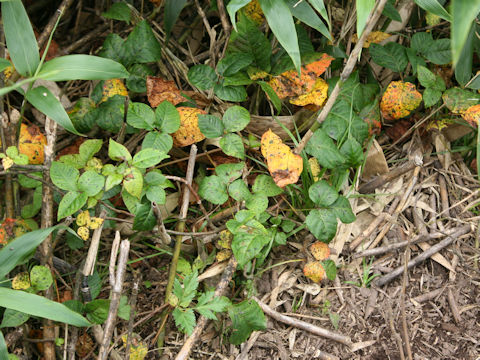 Rhus ambigua