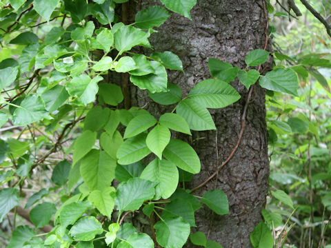 Rhus ambigua