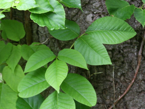 Rhus ambigua