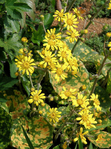 Farfugium japonicum